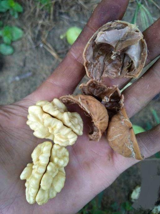 占地核桃樹豐產穩(wěn)產品種