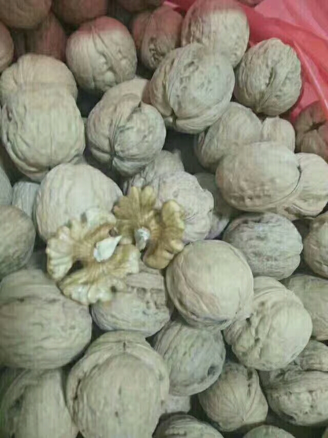 占地核桃樹豐產穩(wěn)產品種