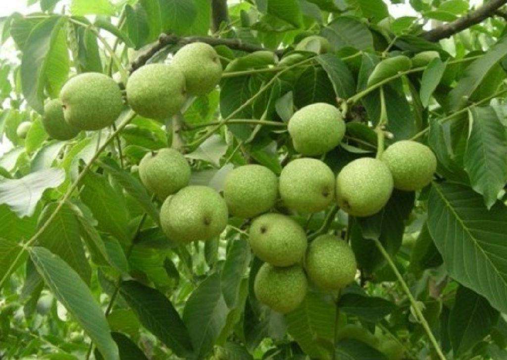 批發(fā)商脫貧致富果樹苗現(xiàn)挖現(xiàn)賣