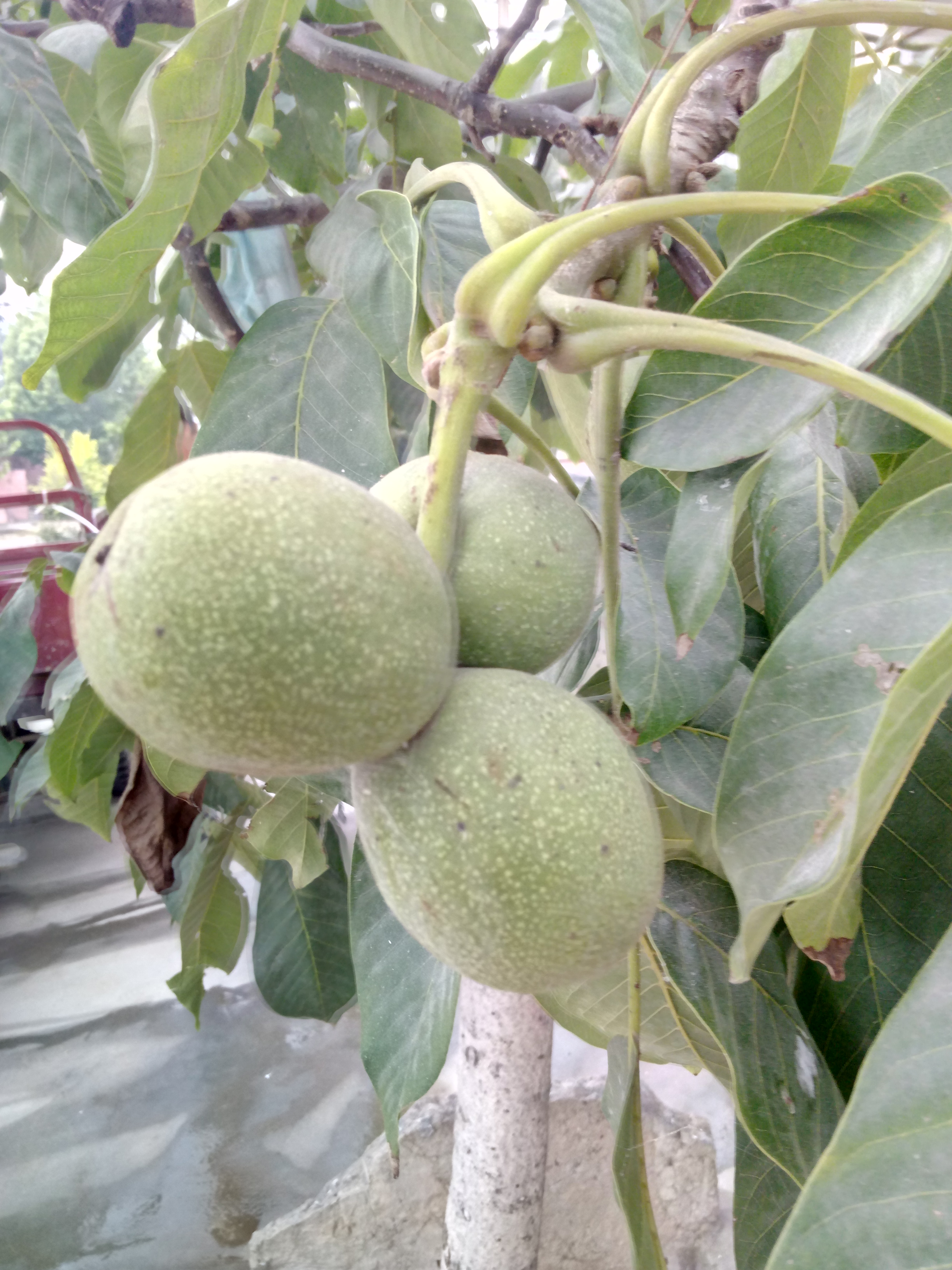 占地核桃樹豐產穩(wěn)產品種