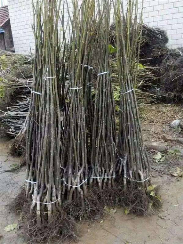 批發(fā)商脫貧致富果樹苗現(xiàn)挖現(xiàn)賣