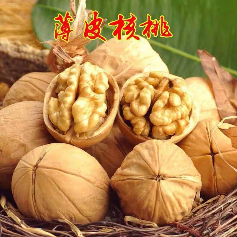 占地核桃樹豐產穩(wěn)產品種