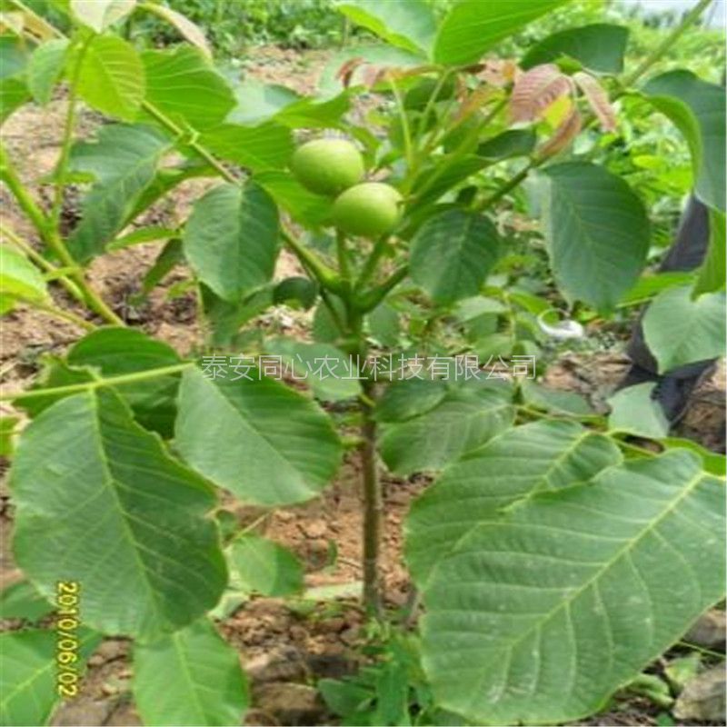 占地核桃樹豐產穩(wěn)產品種