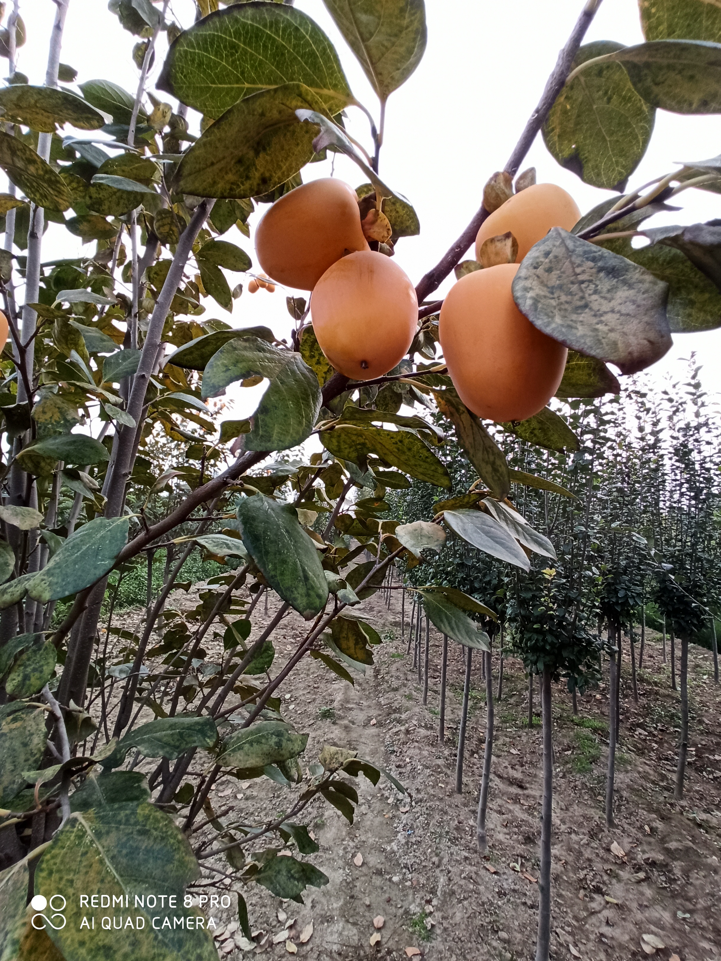 嫁接品种种植培育阳丰柿子苗 丰产稳产 