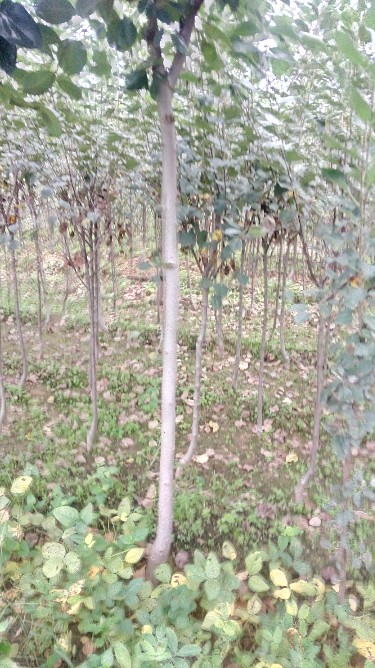 一顆價(jià)格根系發(fā)達(dá)羅田柿子苗品種