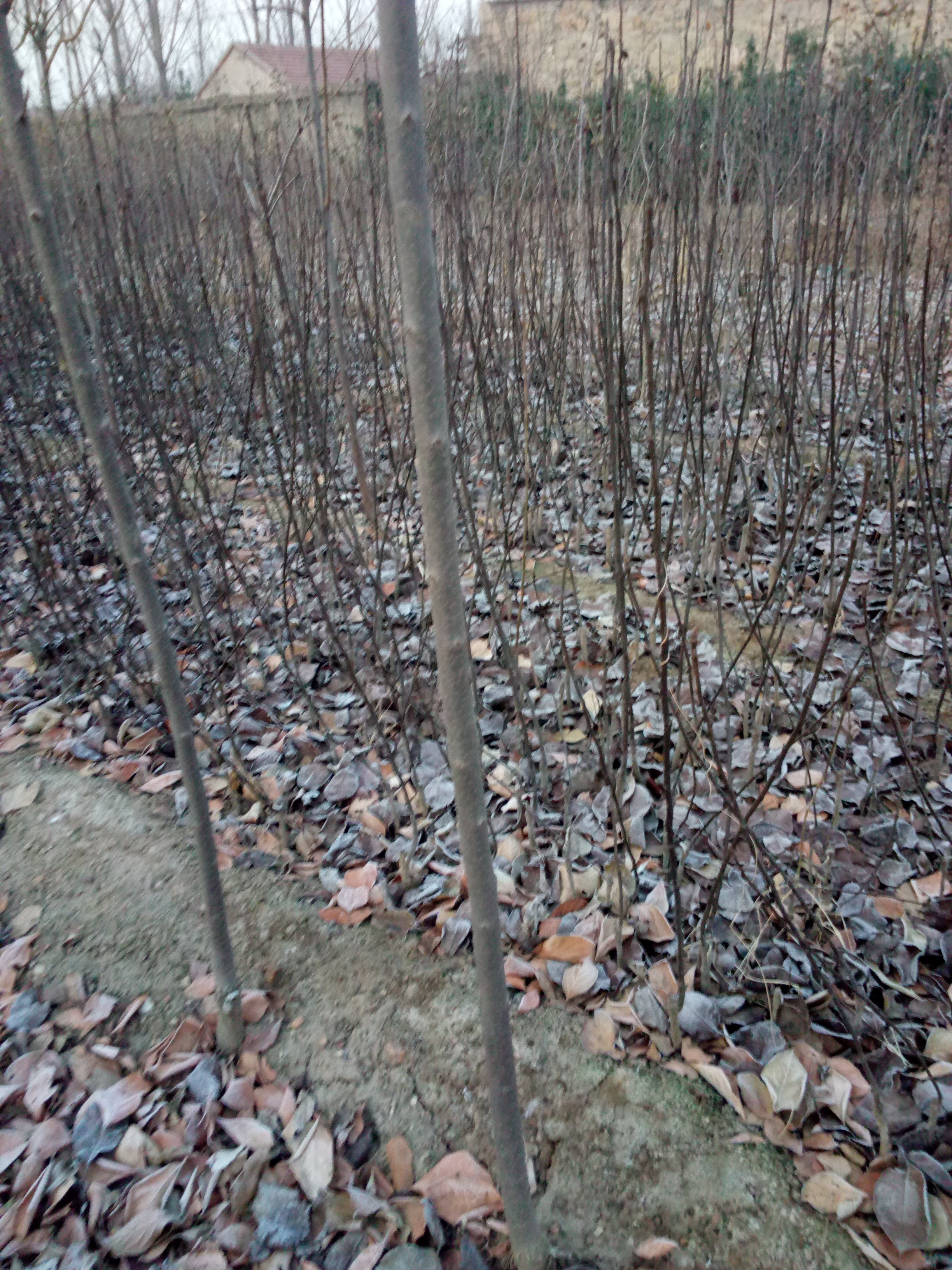 打造种植培育阳丰柿子苗 果树苗品种