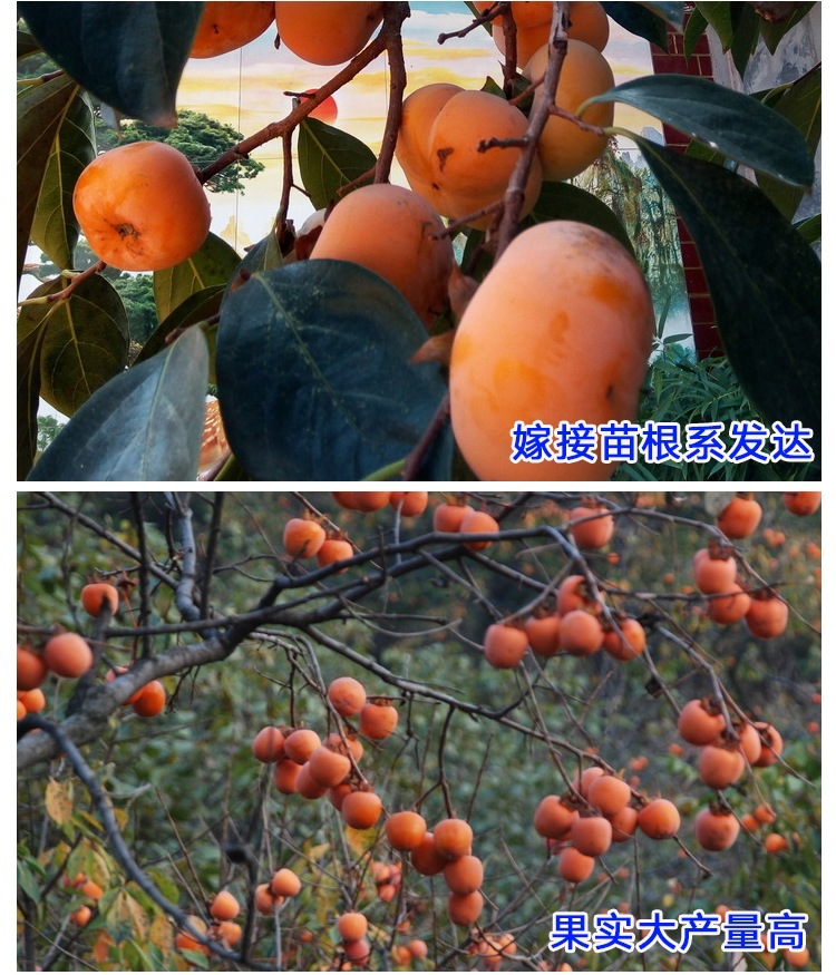 值的信賴供應(yīng)一米黑柿子樹苗,包結(jié)果