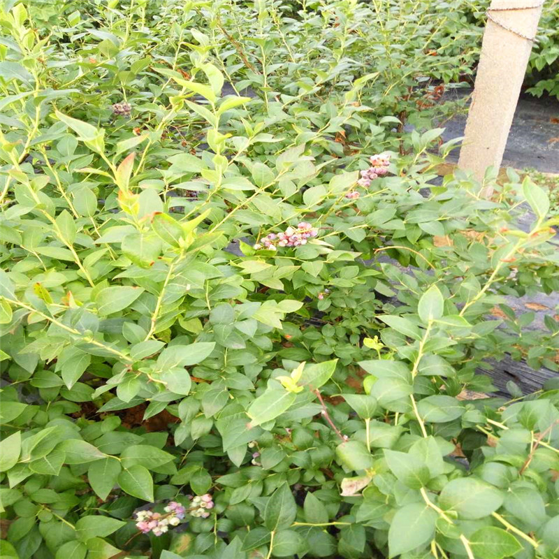 品種綠寶石藍(lán)莓小苗 