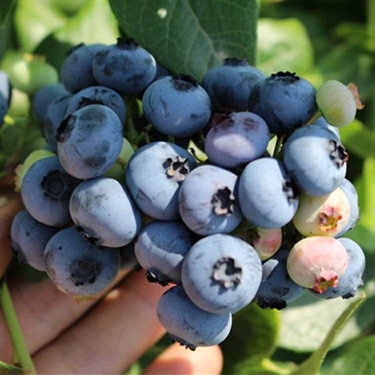 丰产稳产 蓝莓种苗品种打造