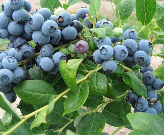 实地看苗适合种植的蓝莓品种真实价格