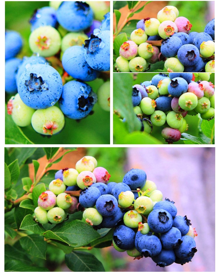 丰产稳产 蓝莓种苗品种打造