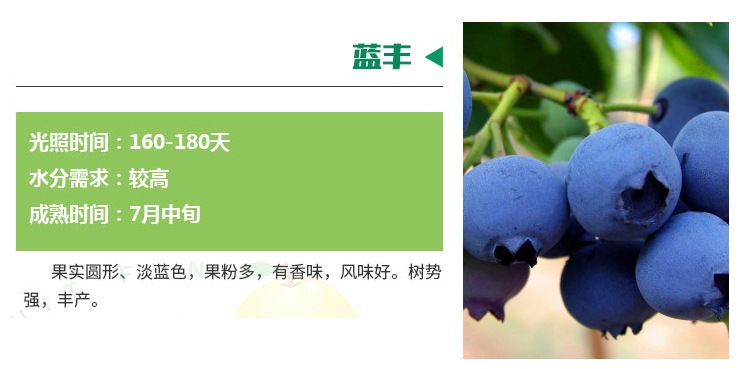 实地看苗蓝莓苗批发出售 欢迎咨询
