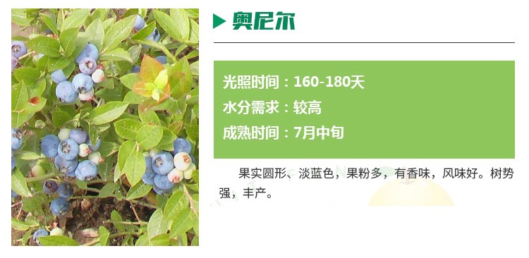 豐產(chǎn)穩(wěn)產(chǎn) 布里吉塔藍(lán)莓苗產(chǎn)量價(jià)格咨詢