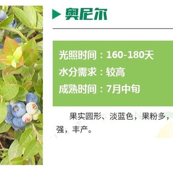 丰产稳产蓝莓种苗品种打造