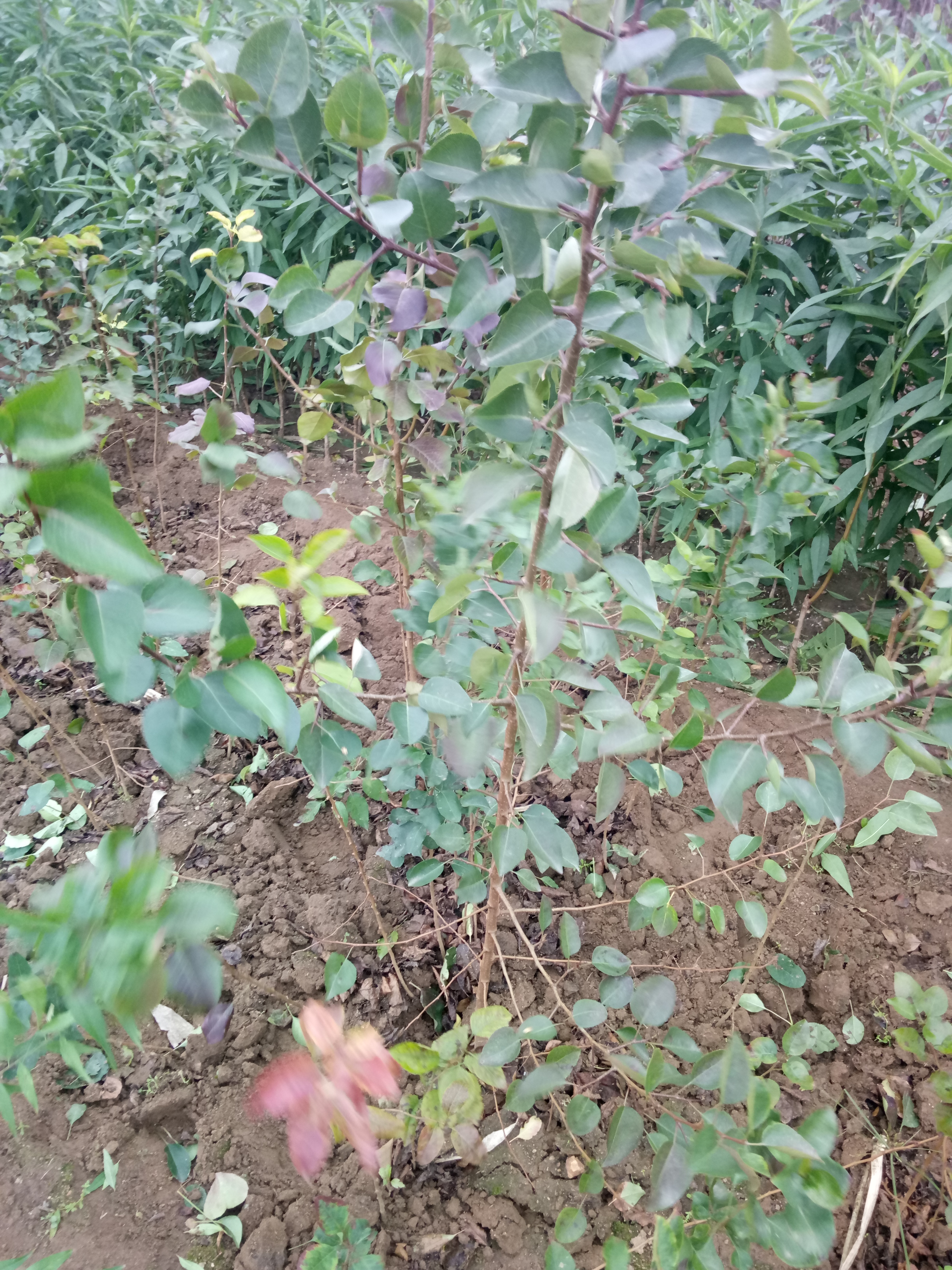 品種高速行道風(fēng)景樹(shù)冬青苗 批發(fā)圖片