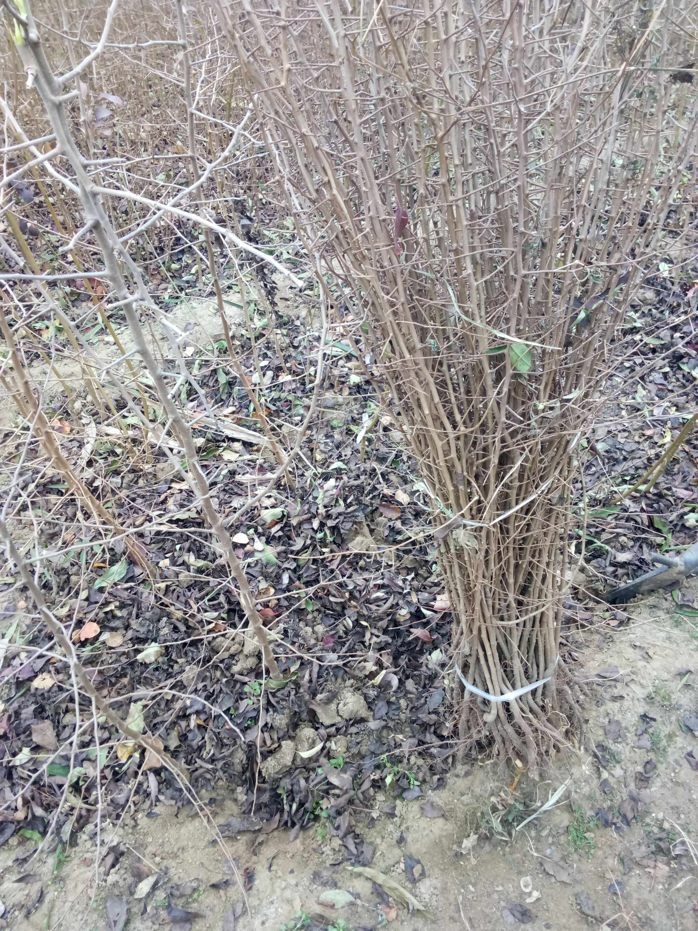 果樹苗基地0.6公分嫁接用枸橘苗技術(shù)要點