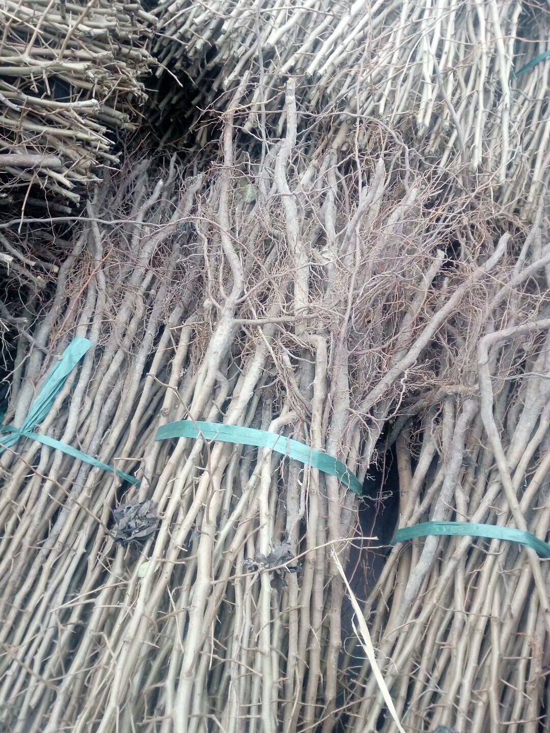 品種 冬青苗價(jià)格冬青種植基地合法經(jīng)營(yíng)
