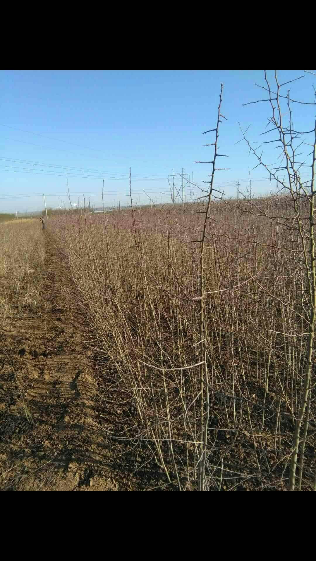 品種 冬青苗價(jià)格冬青種植基地合法經(jīng)營(yíng)