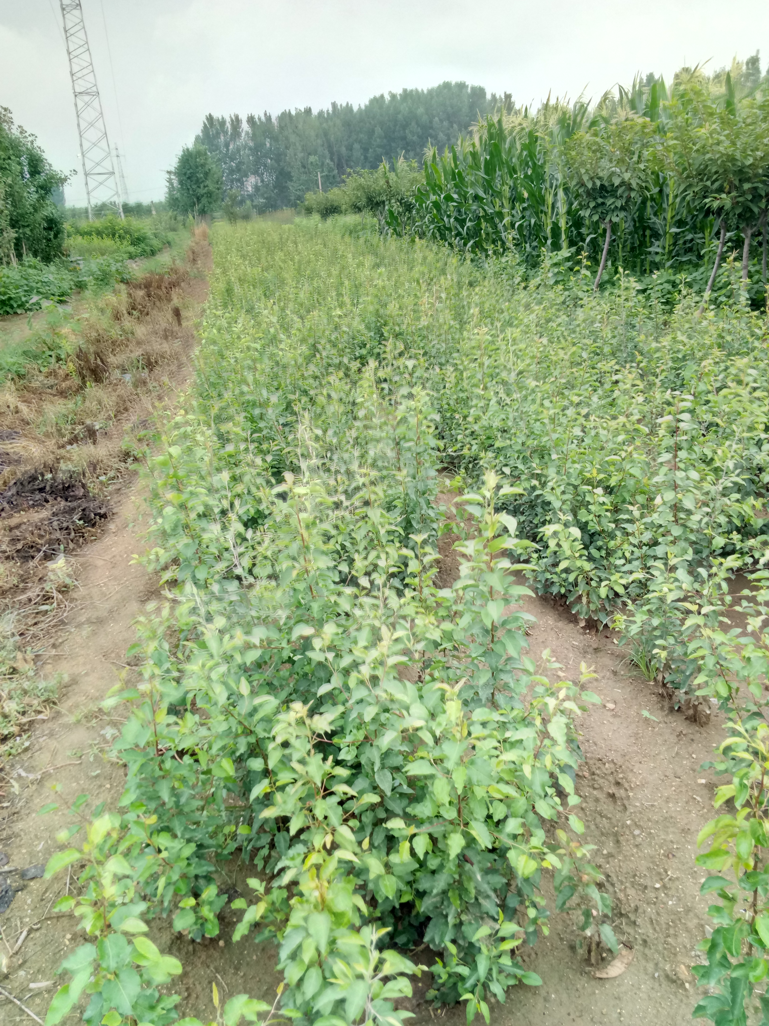 品種 冬青苗價格冬青種植基地歡迎咨詢