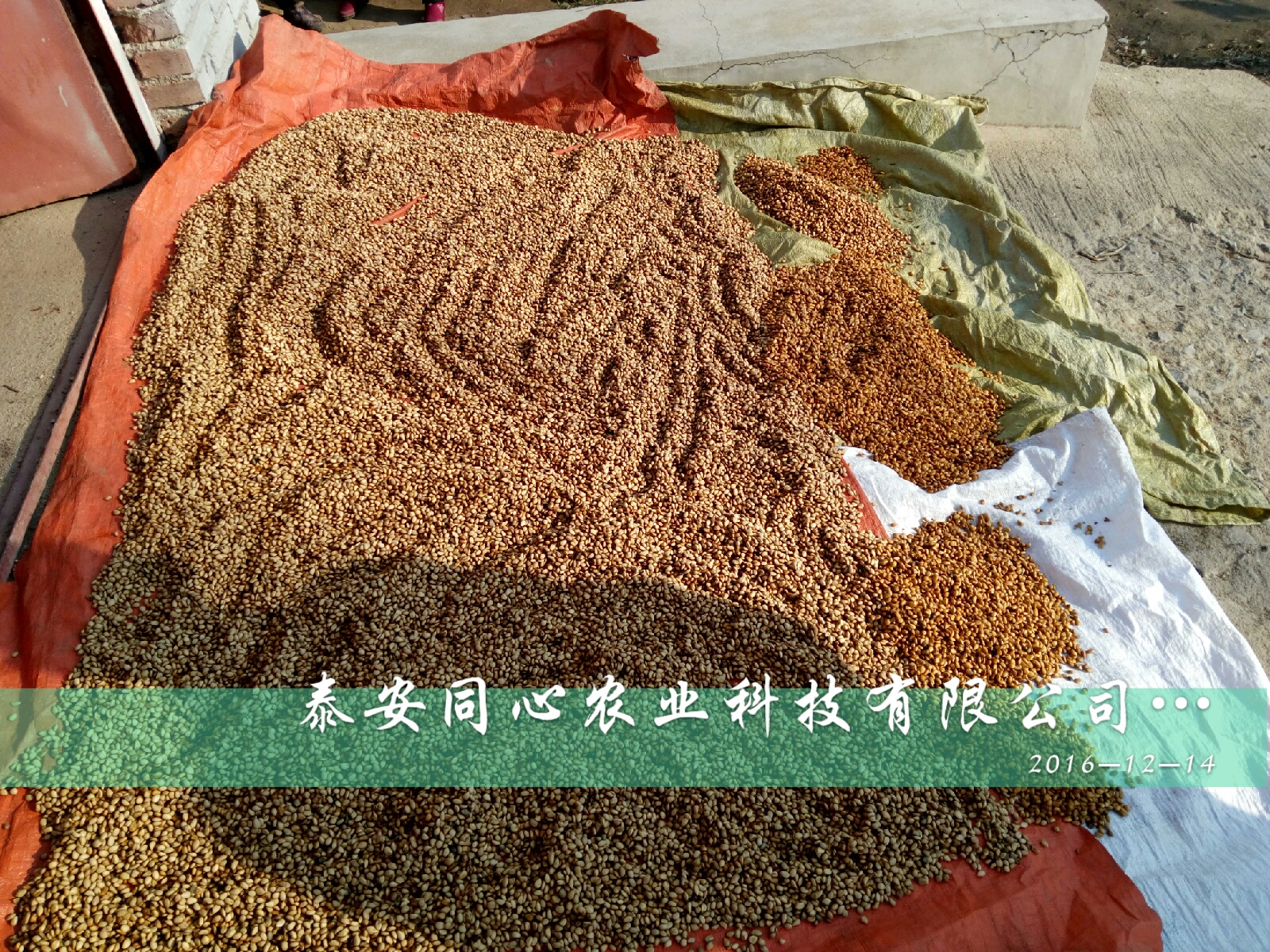 品種高速行道風(fēng)景樹(shù)冬青苗 批發(fā)圖片