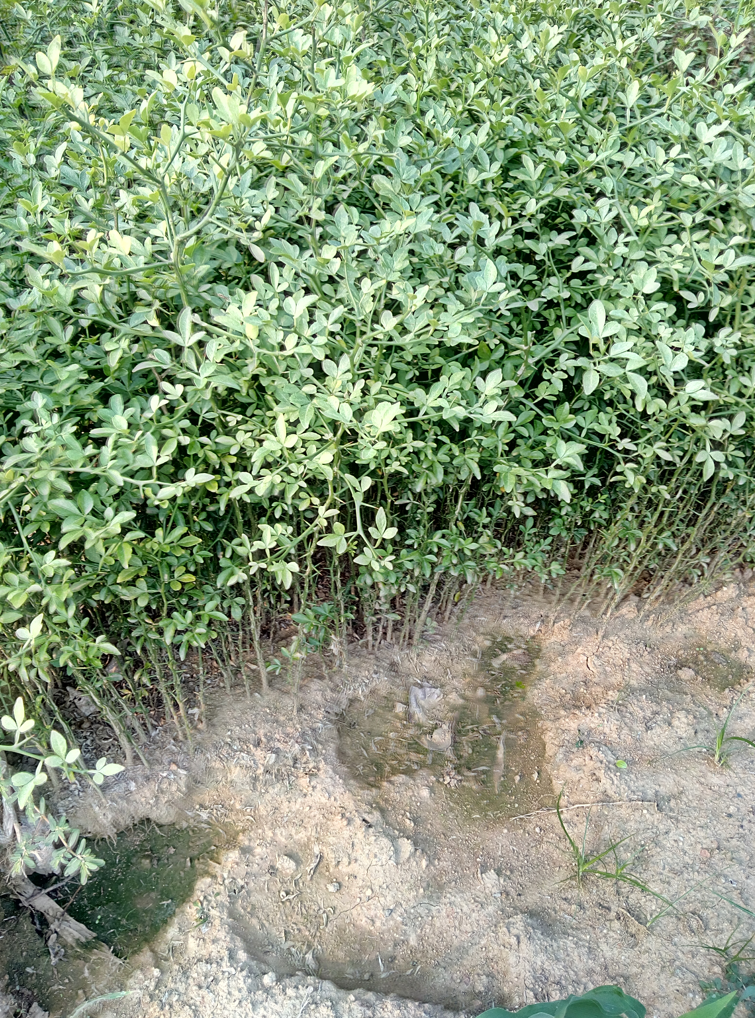 品種 冬青苗價(jià)格冬青種植基地合法經(jīng)營(yíng)