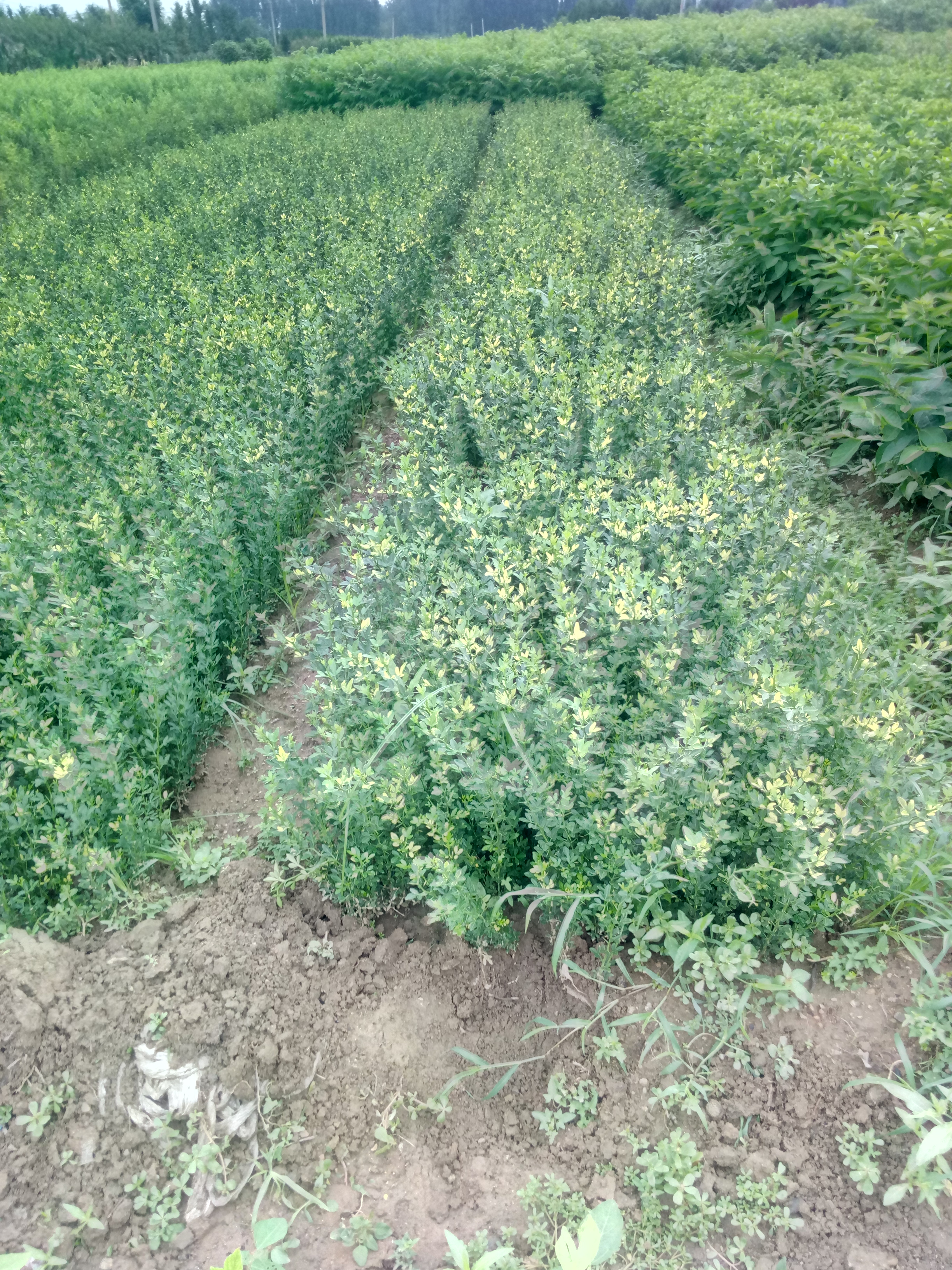 品種 0.6公分嫁接用枸橘苗基地圖片