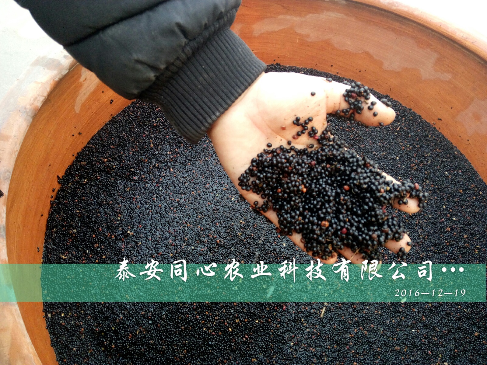 免運費花椒苗 耐熱又耐寒品種優(yōu)良