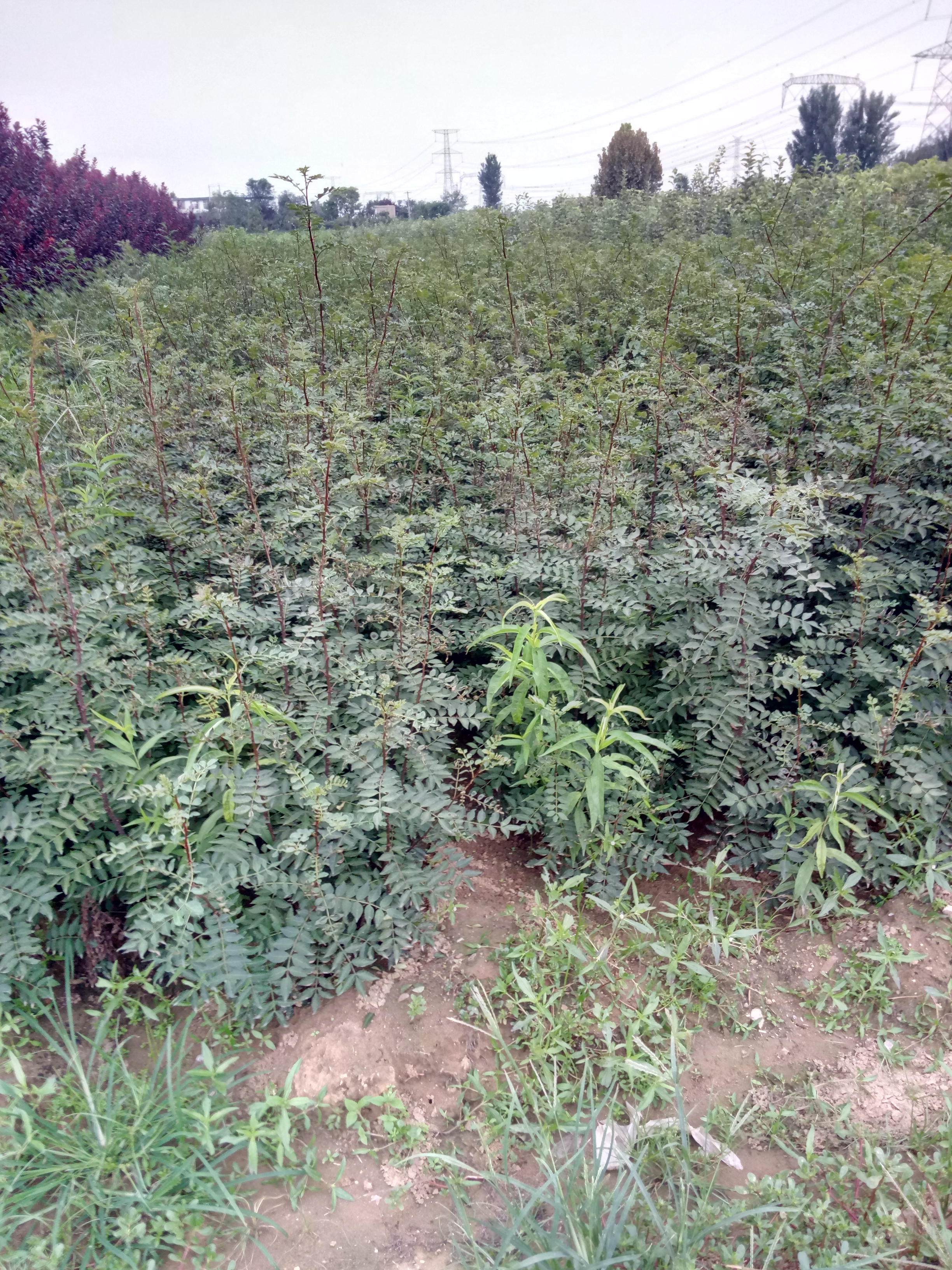 果樹苗品種花椒苗 耐熱又耐寒嫁接品種