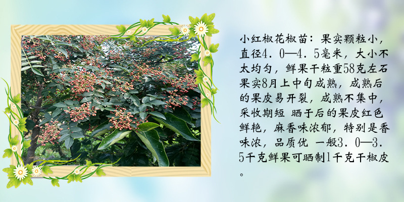 包結果花椒苗 耐熱又耐寒打造
