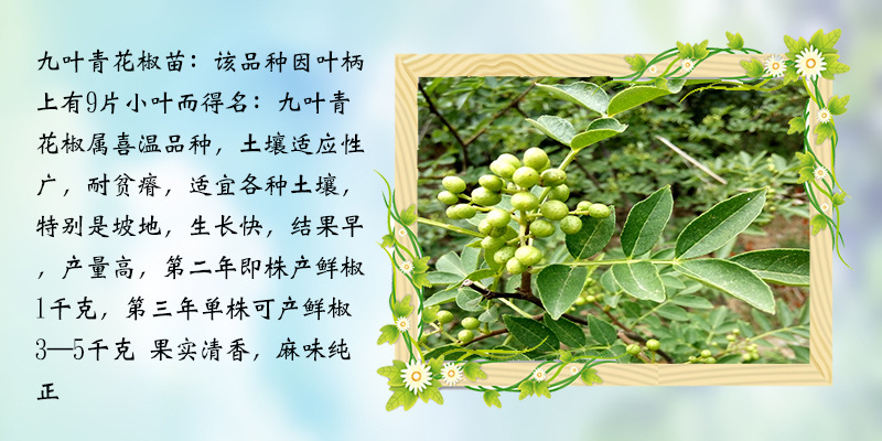 果樹苗品種花椒苗 耐熱又耐寒嫁接品種