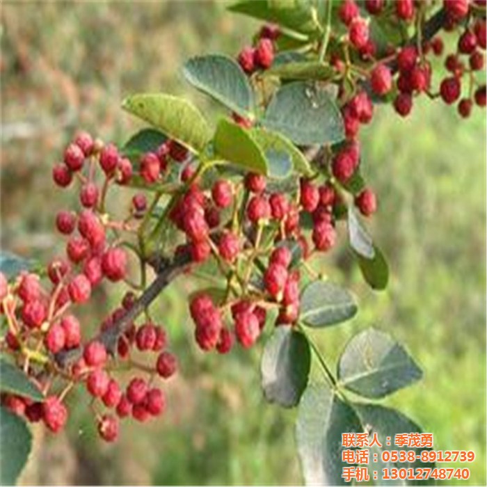果樹苗品種花椒苗 耐熱又耐寒推薦