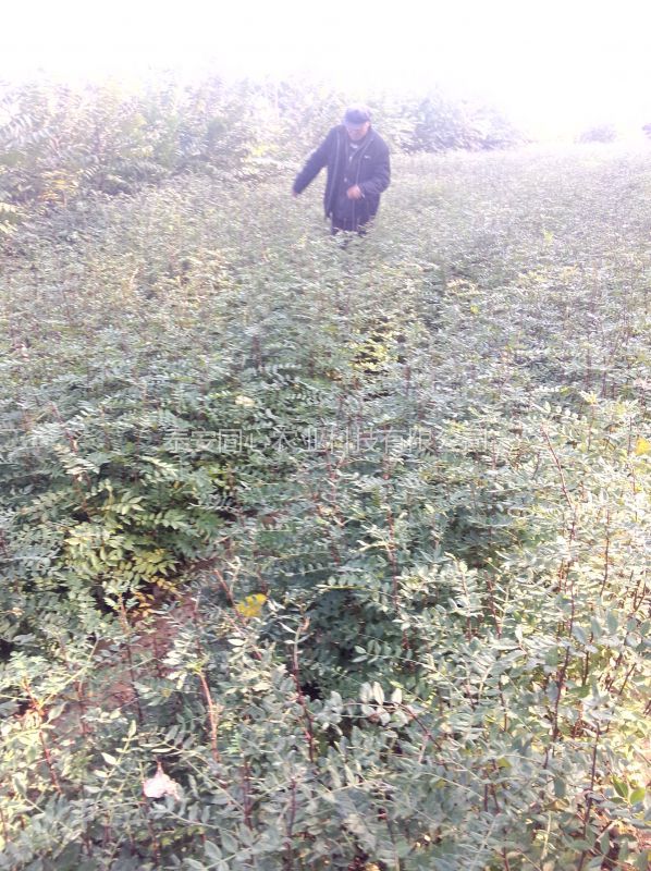 果樹苗基地泰安大紅袍花椒苗基地 