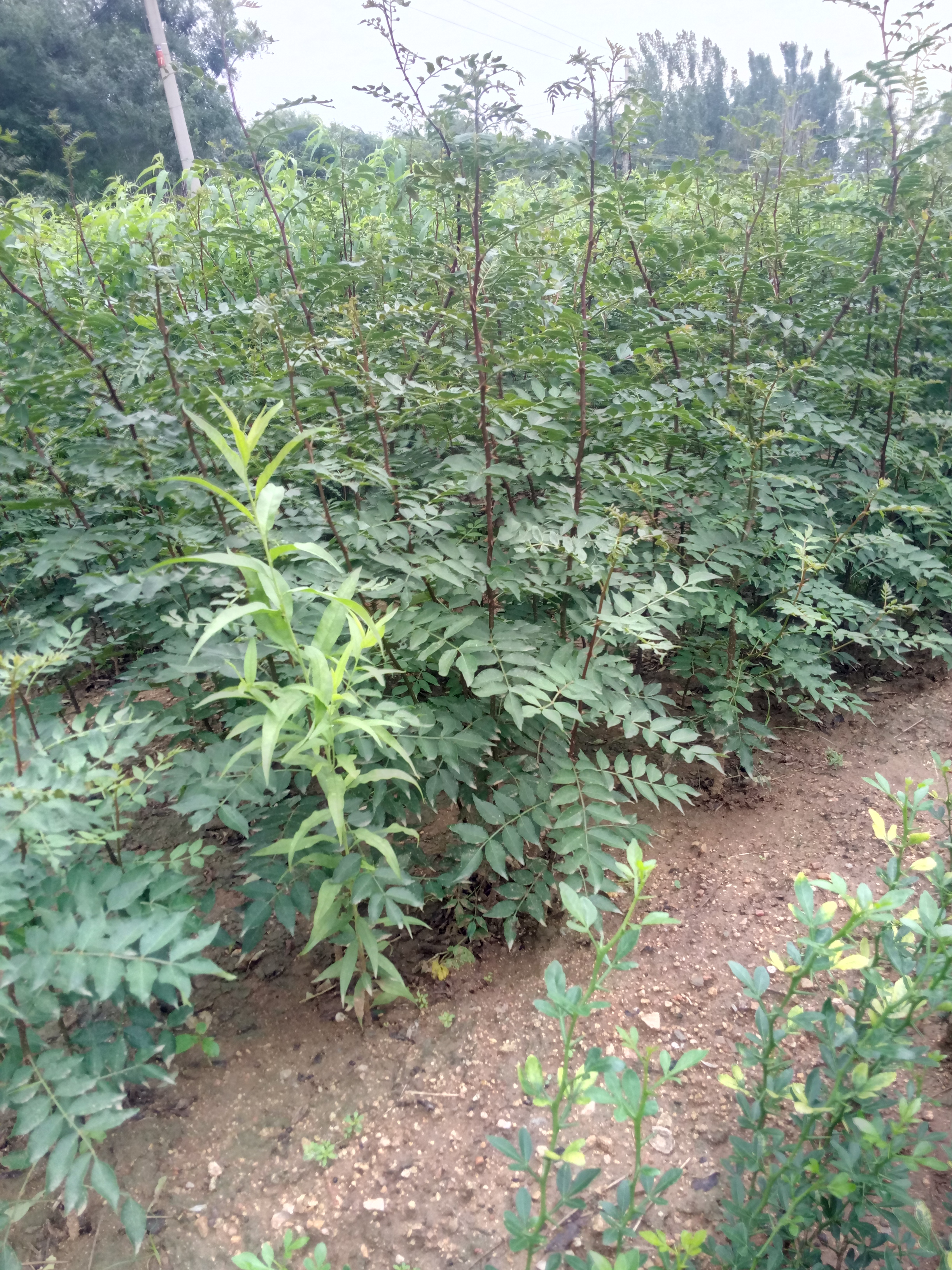 果樹苗基地泰安大紅袍花椒苗基地 