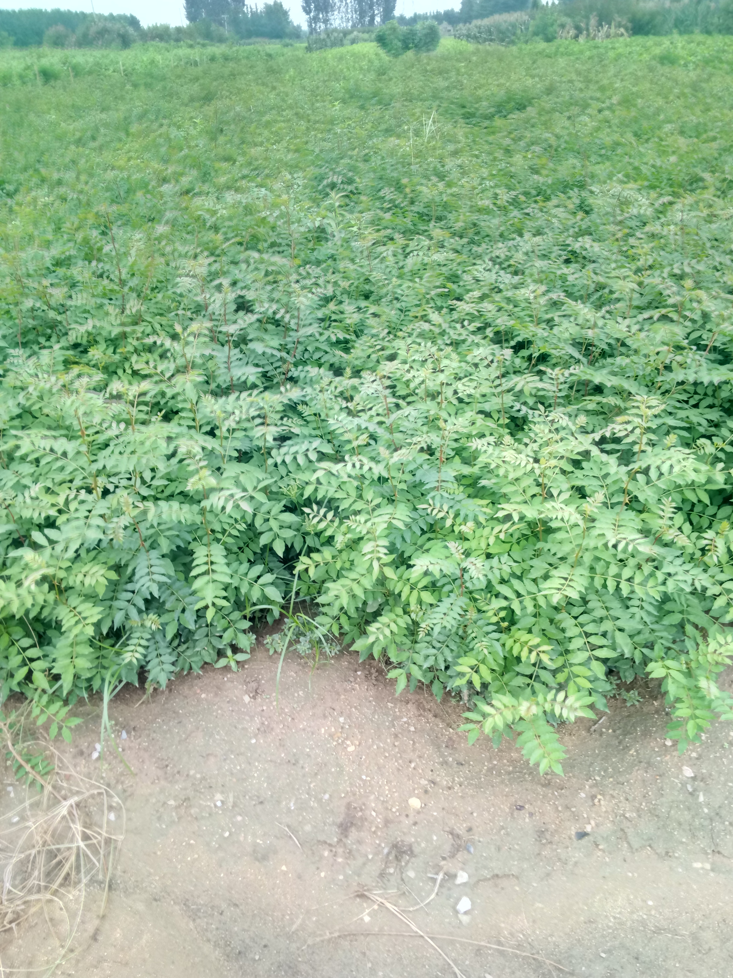 保濕郵寄泰安大紅袍花椒苗基地 推薦