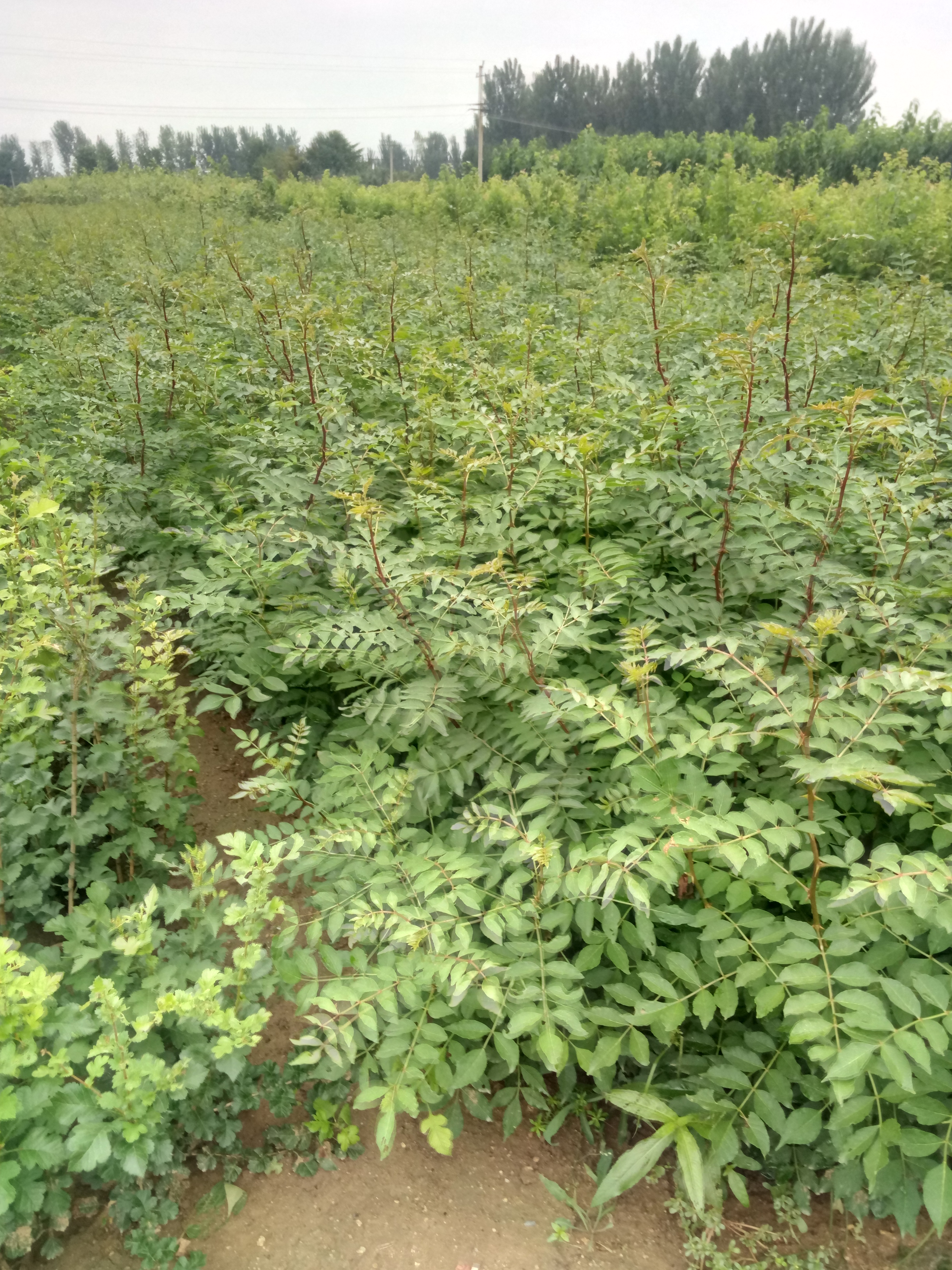 果樹苗基地泰安大紅袍花椒苗基地 