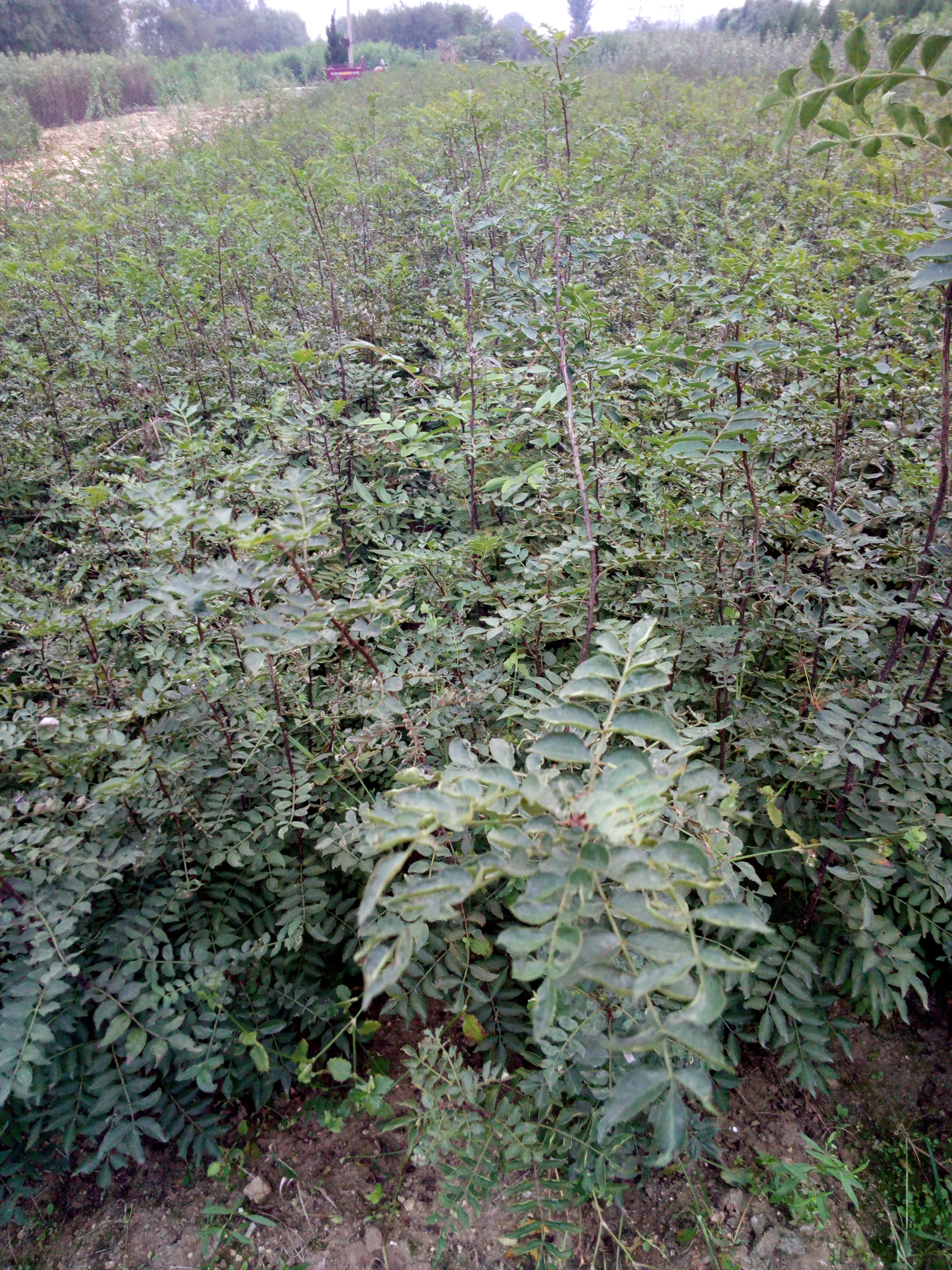保濕郵寄泰安大紅袍花椒苗基地 推薦