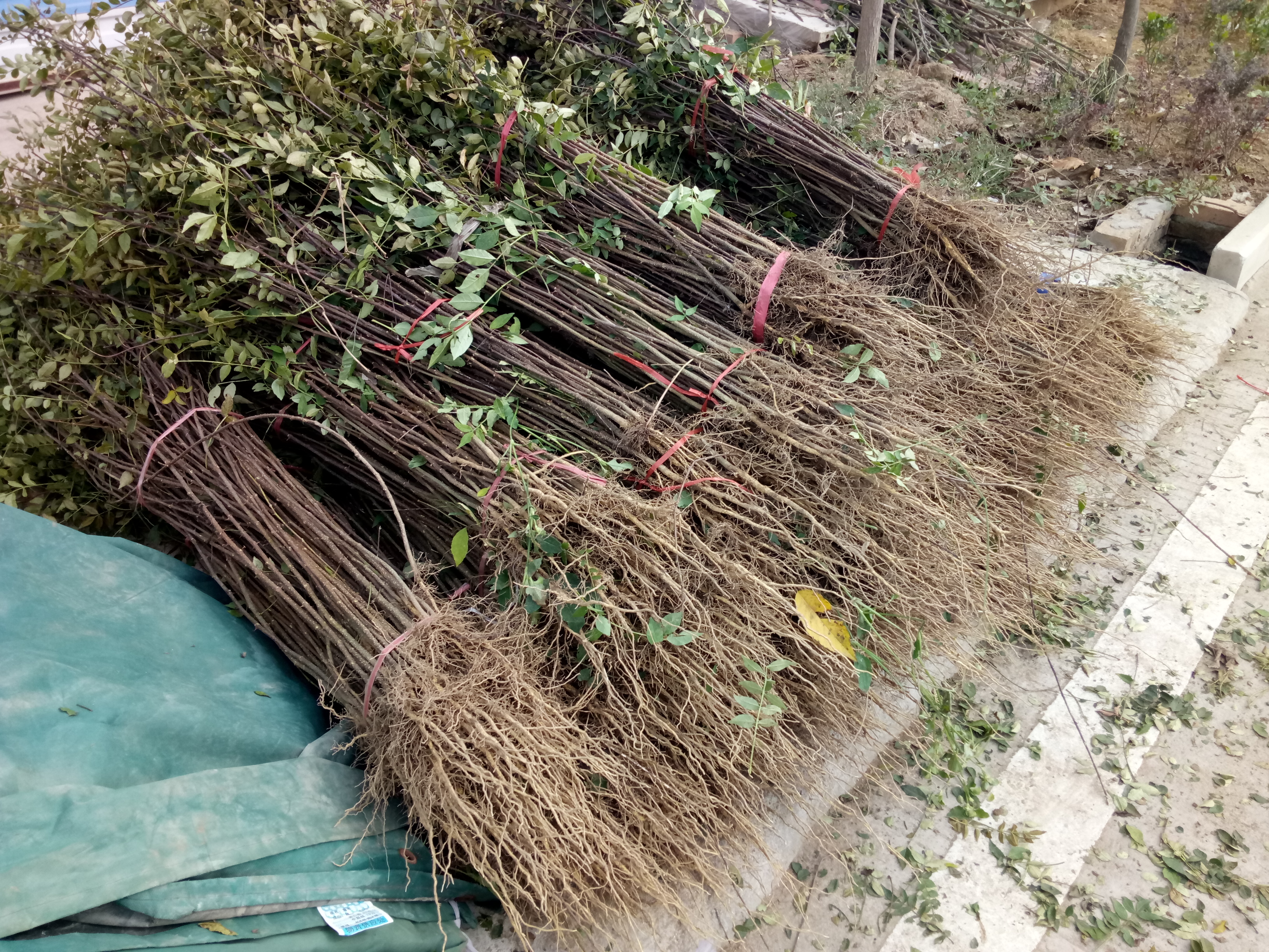 品種泰安大紅袍花椒苗基地 批發(fā)商