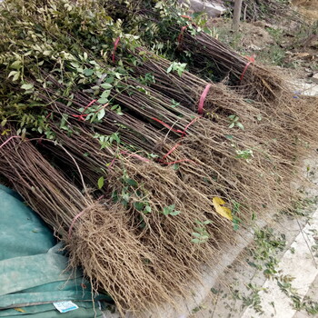品種60厘米高花椒苗基地圖片