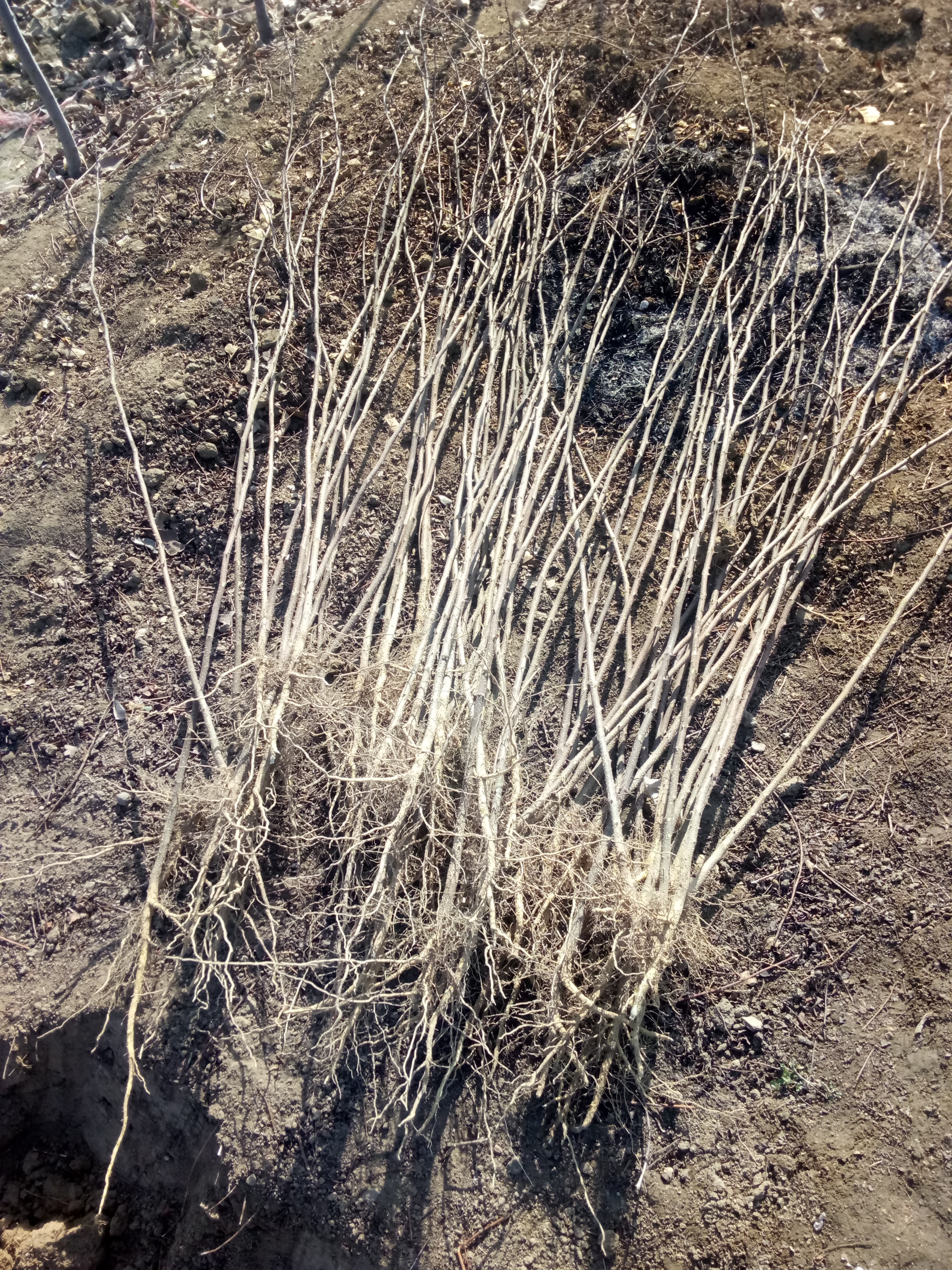 包邮寄大红袍花椒苗 基地图片