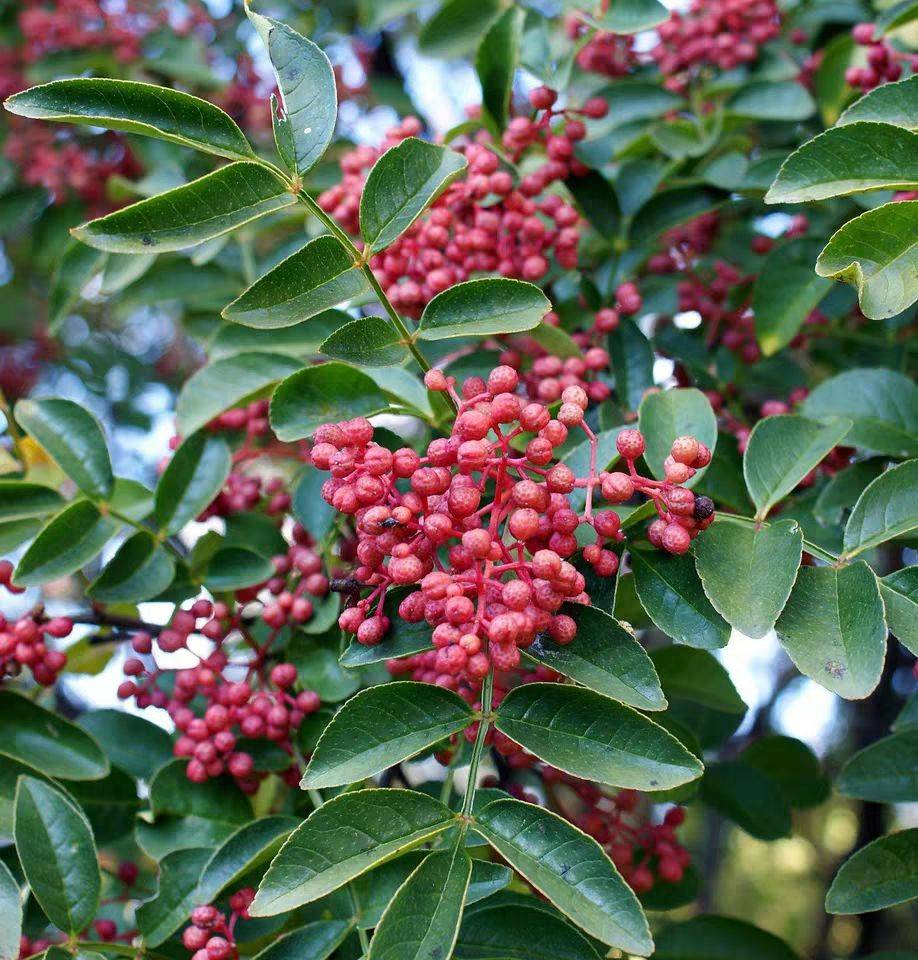 品種泰安大紅袍花椒苗基地 批發(fā)商