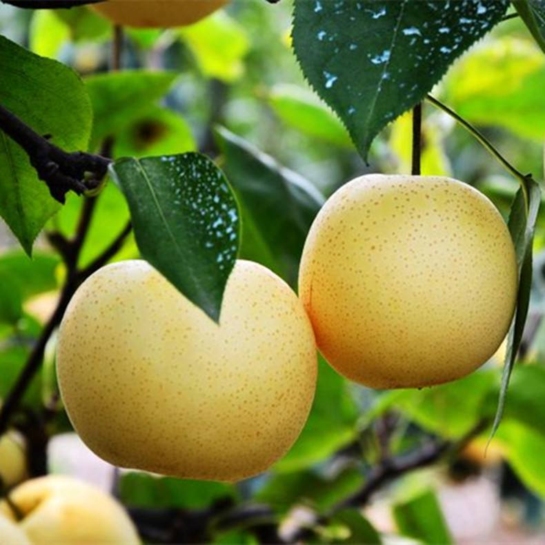 豐產穩產 早熟中梨1號梨苗品種梨苗中梨1號合法經營