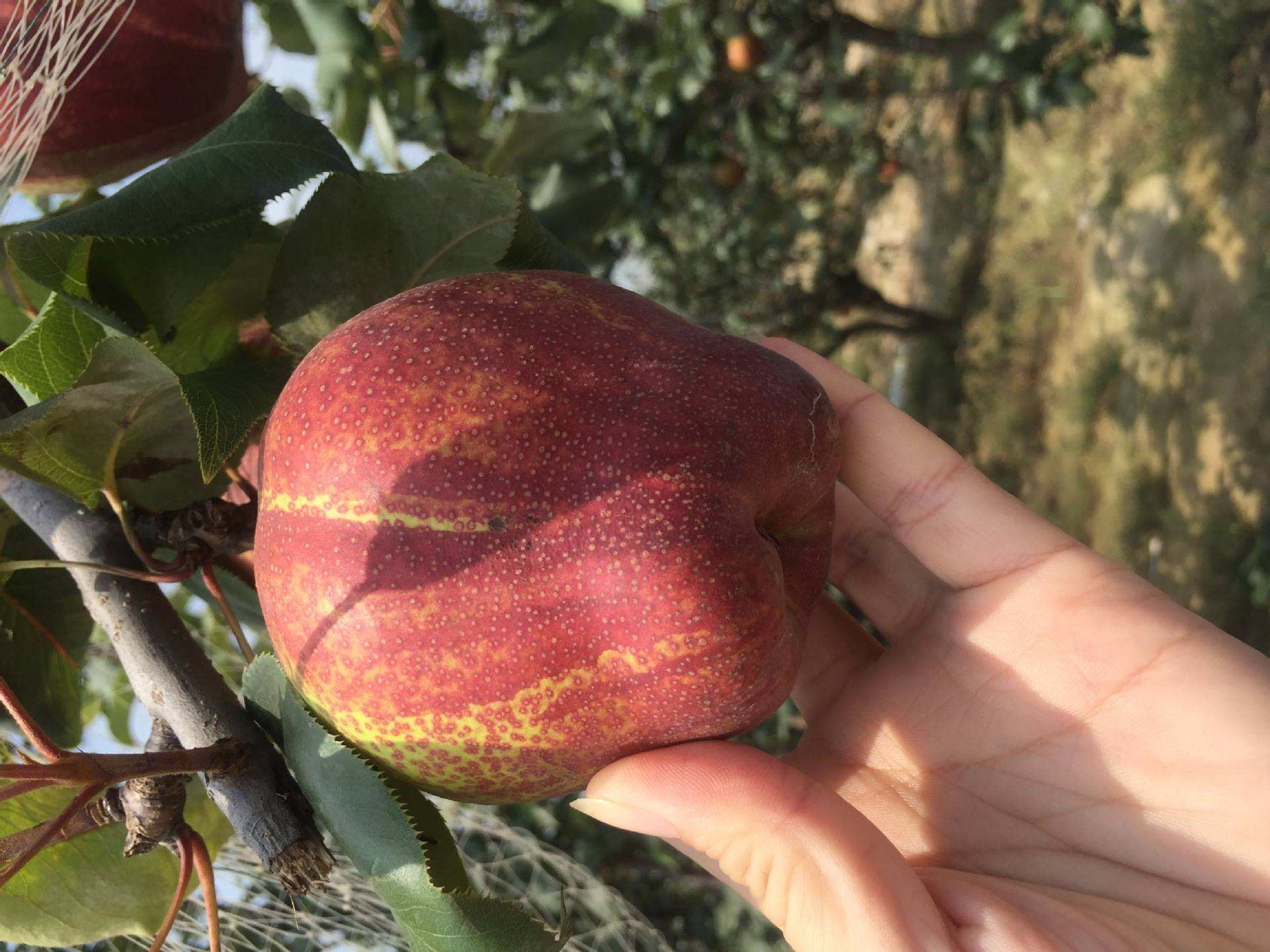 品種 紅考蜜斯梨苗 豐產(chǎn)性強(qiáng)推薦