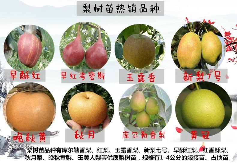 豐產(chǎn)穩(wěn)產(chǎn) 梨樹實生苗 杜梨苗 梨砧木品種優(yōu)良