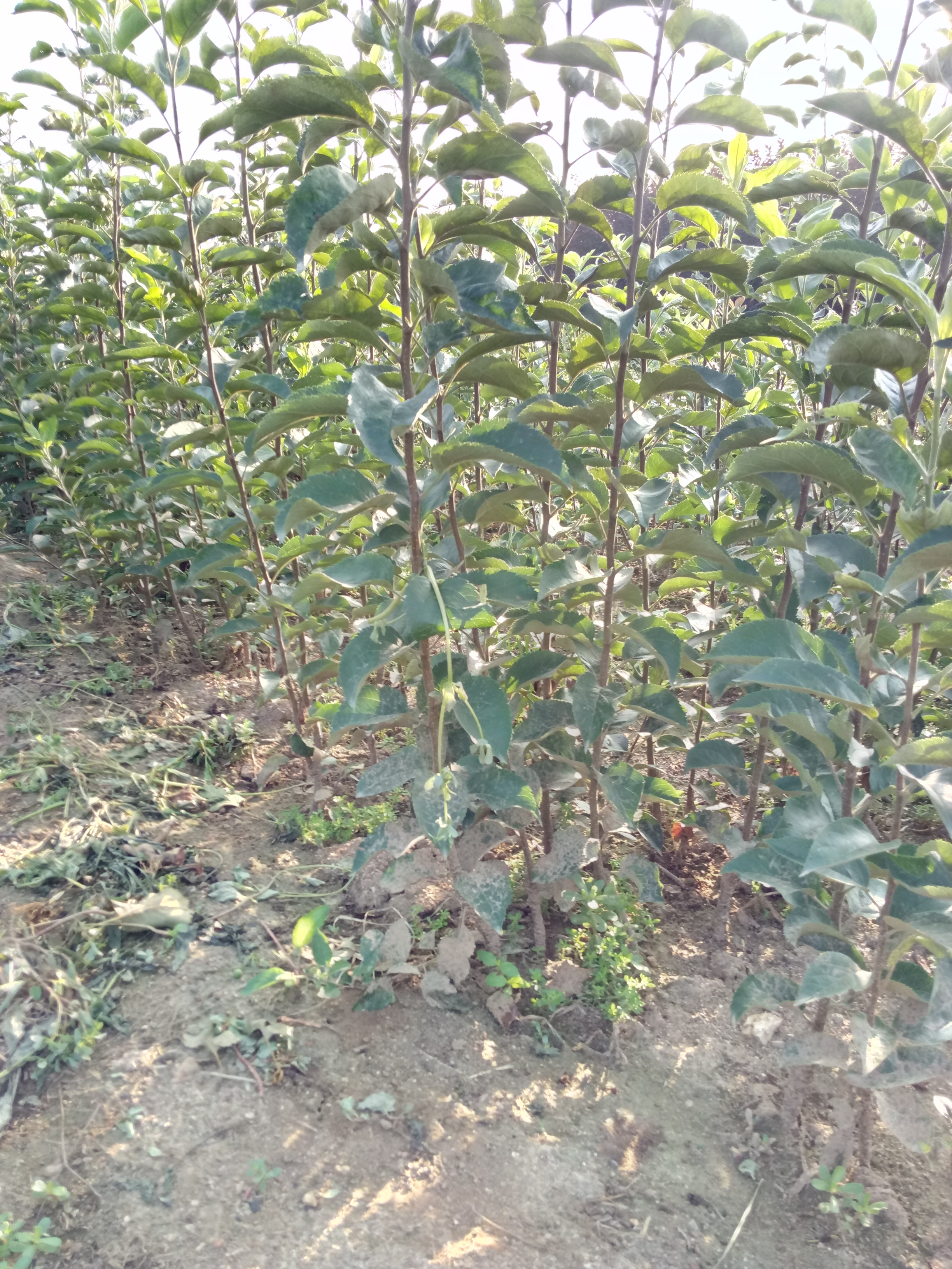 現(xiàn)挖現(xiàn)賣紅梨樹苗 早酥紅梨苗 當年結果真實價格