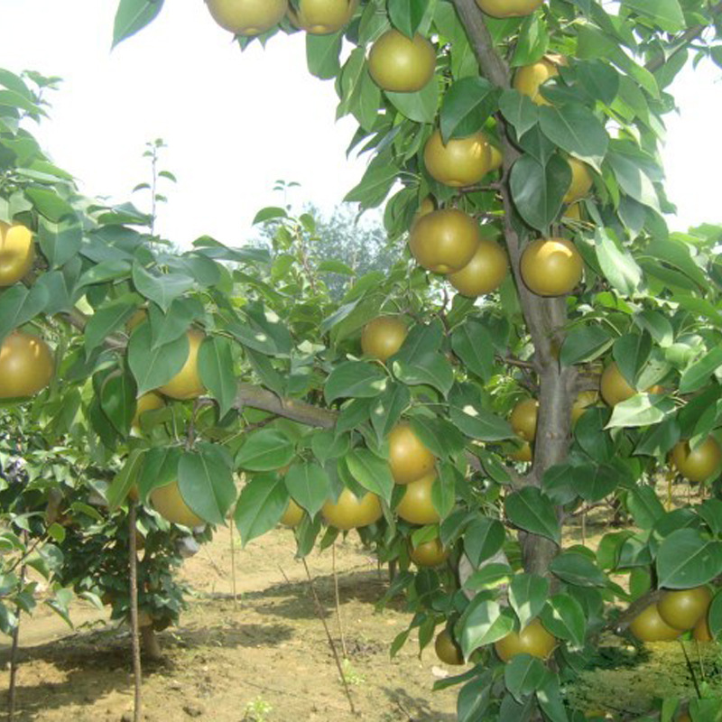 豐產(chǎn)穩(wěn)產(chǎn) 杜梨梨樹苗成活率高真實(shí)價(jià)格