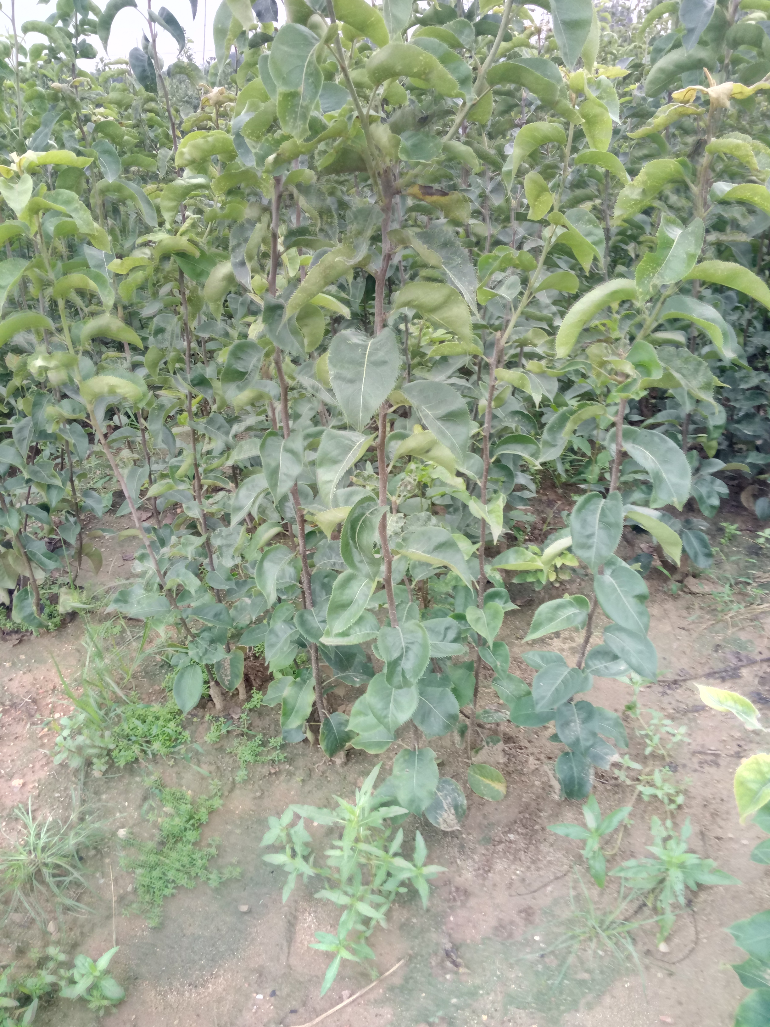 免運(yùn)費(fèi)考密斯梨樹苗 紅啤梨樹苗 晚秋黃梨苗技術(shù)要點(diǎn)