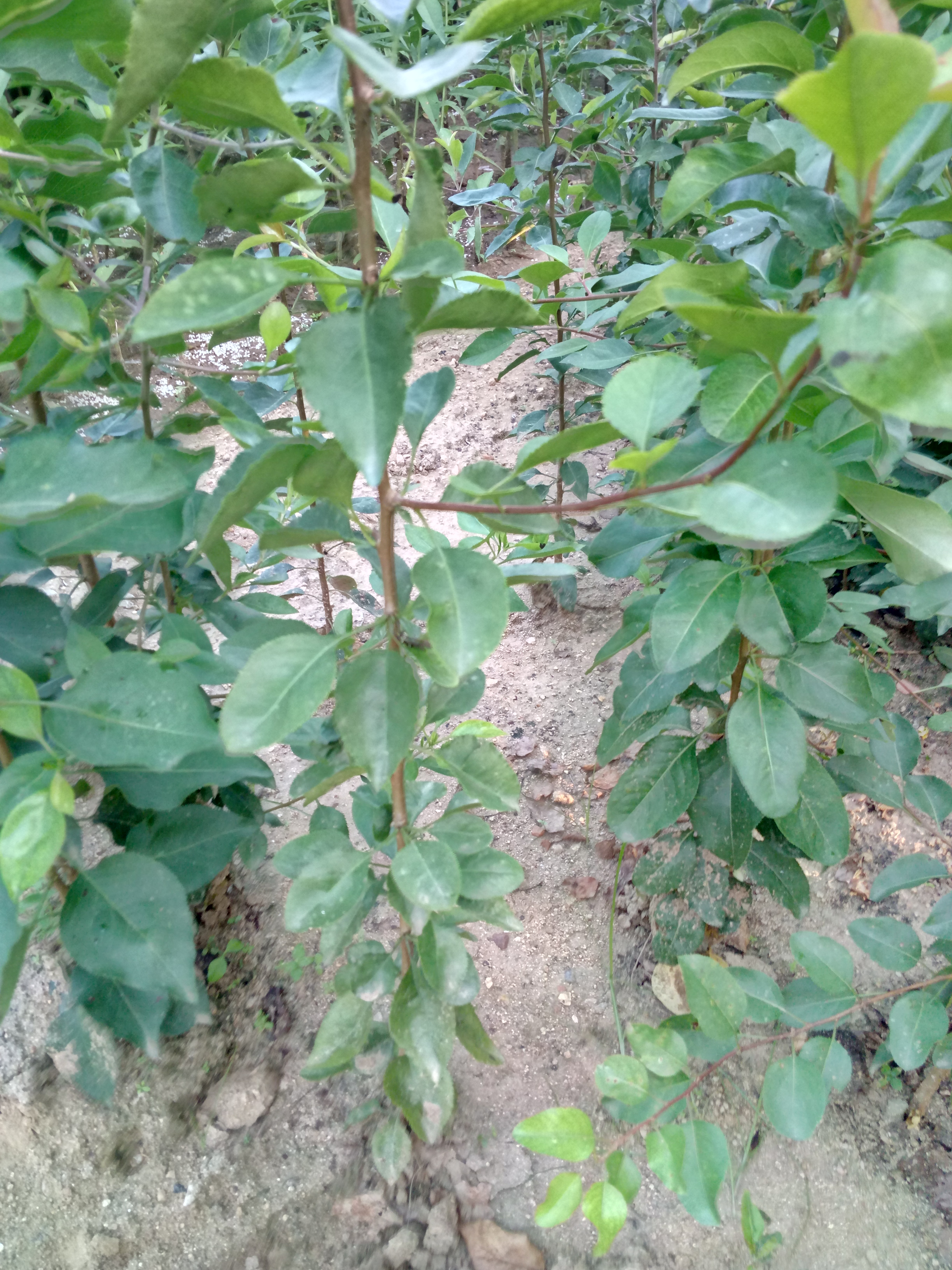 免運(yùn)費(fèi)考密斯梨樹苗 紅啤梨樹苗 晚秋黃梨苗技術(shù)要點(diǎn)