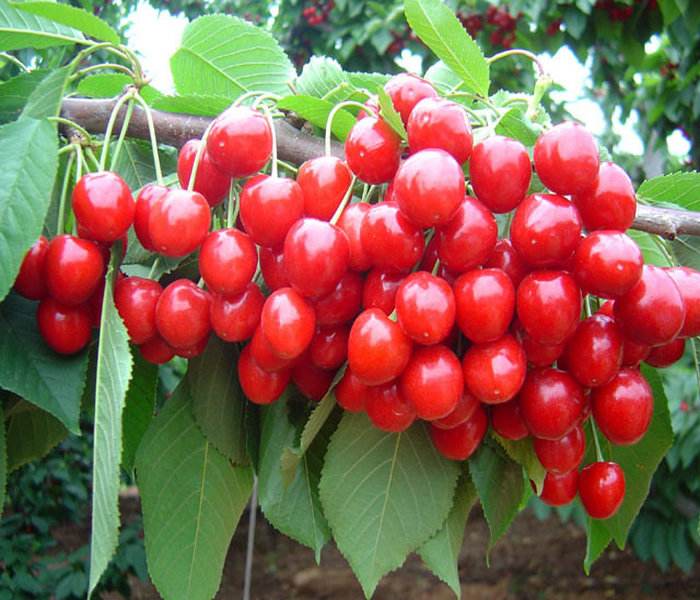 豐產(chǎn)穩(wěn)產(chǎn) 櫻桃實生苗基地品種優(yōu)良