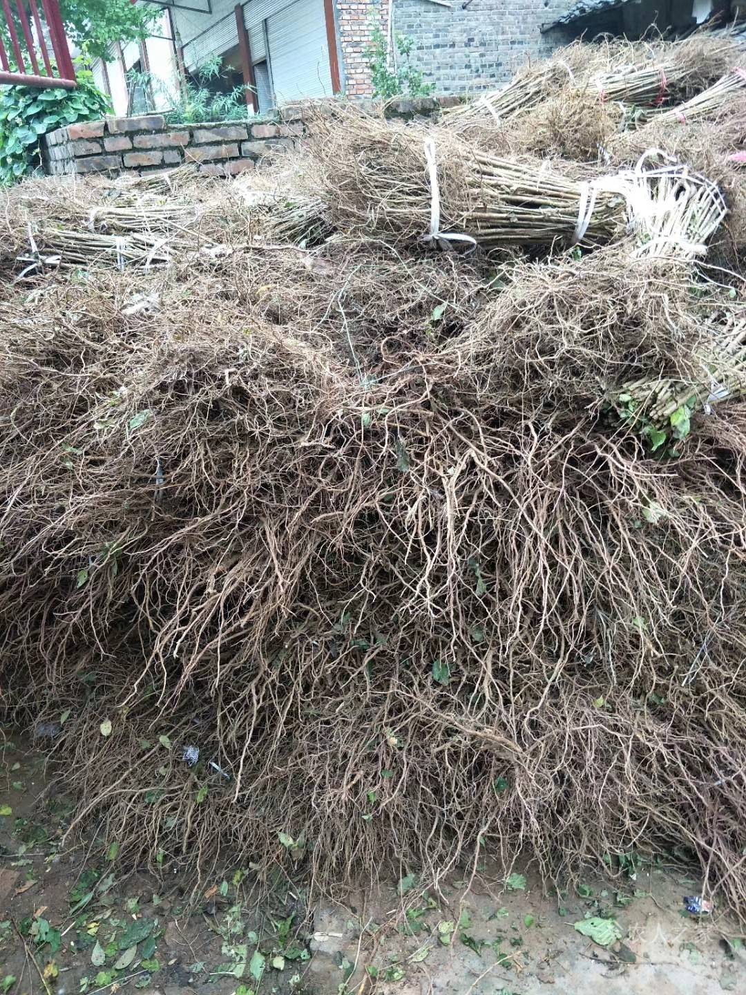 品種 櫻桃實生苗批發(fā)批發(fā)圖片