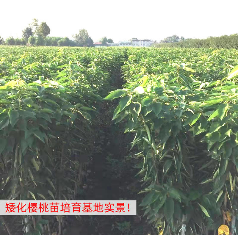 豐產(chǎn)穩(wěn)產(chǎn) 櫻桃實生苗基地品種優(yōu)良